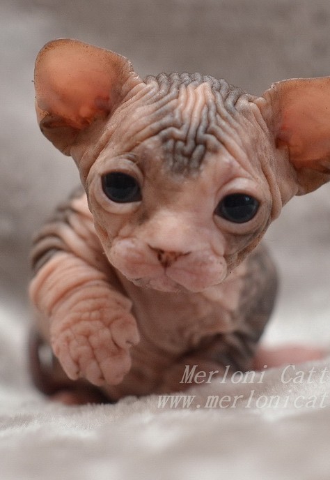 hairless baby kitten